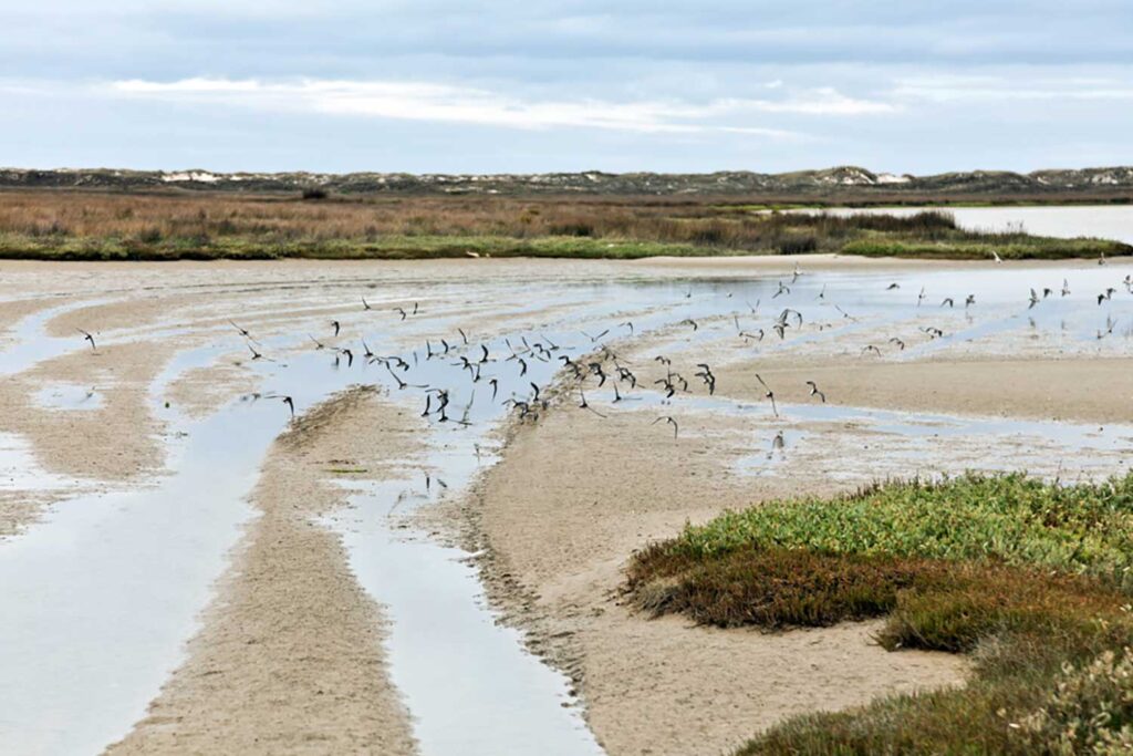 Aves En Baldaio (carballo)