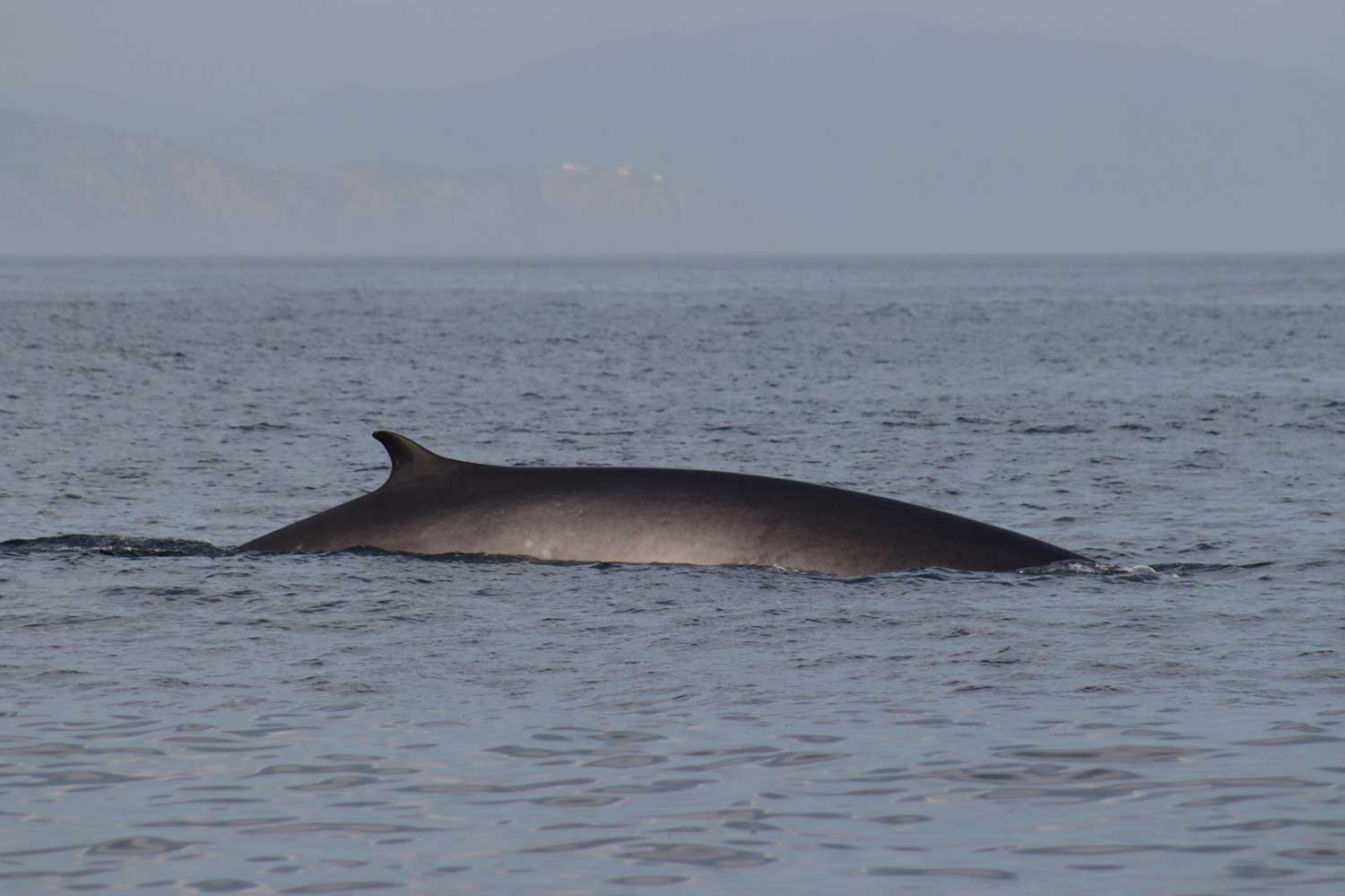 Avistamientos de ballenas en la costa da morte 00010