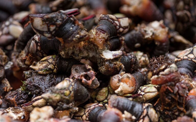 Percebes Frescos