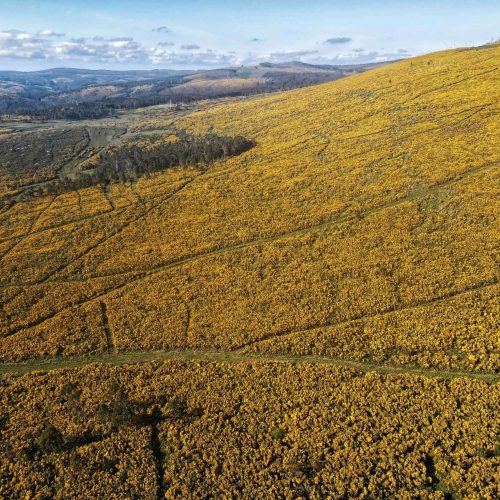 Monte de Banle