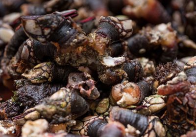 Percebes Frescos